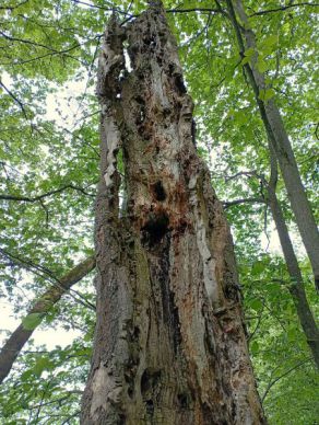 Torzo starého stromu - antifoto